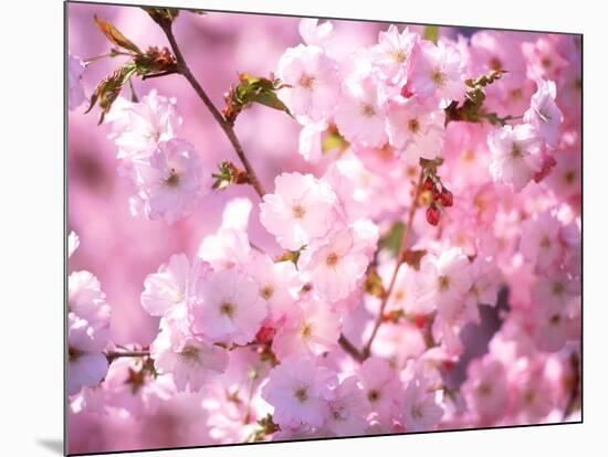 Cherry Blossoms-null-Mounted Photographic Print