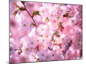 Cherry Blossoms-null-Mounted Photographic Print