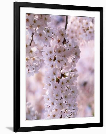 Cherry Blossoms-null-Framed Photographic Print