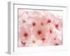 Cherry Blossoms-null-Framed Photographic Print