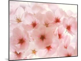 Cherry Blossoms-null-Mounted Photographic Print