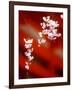 Cherry Blossoms-null-Framed Photographic Print