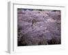 Cherry Blossoms-null-Framed Photographic Print