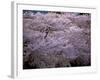 Cherry Blossoms-null-Framed Photographic Print