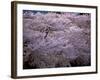 Cherry Blossoms-null-Framed Photographic Print