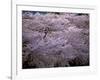 Cherry Blossoms-null-Framed Photographic Print