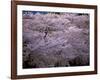 Cherry Blossoms-null-Framed Photographic Print