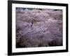 Cherry Blossoms-null-Framed Photographic Print