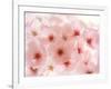 Cherry Blossoms-null-Framed Photographic Print