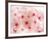 Cherry Blossoms-null-Framed Photographic Print