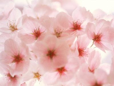 'Cherry Blossoms' Photographic Print | AllPosters.com