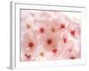 Cherry Blossoms-null-Framed Photographic Print