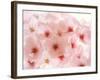 Cherry Blossoms-null-Framed Photographic Print