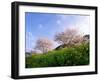 Cherry Blossoms-null-Framed Photographic Print