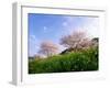 Cherry Blossoms-null-Framed Photographic Print