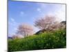 Cherry Blossoms-null-Mounted Photographic Print