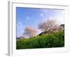 Cherry Blossoms-null-Framed Photographic Print