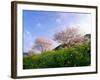 Cherry Blossoms-null-Framed Photographic Print