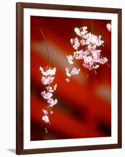 Cherry Blossoms-null-Framed Photographic Print