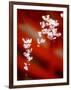 Cherry Blossoms-null-Framed Photographic Print