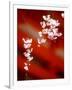 Cherry Blossoms-null-Framed Photographic Print