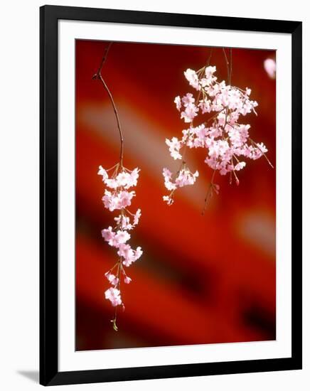 Cherry Blossoms-null-Framed Photographic Print