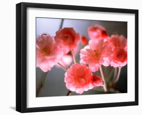 Cherry Blossoms-null-Framed Photographic Print