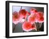 Cherry Blossoms-null-Framed Photographic Print