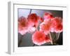 Cherry Blossoms-null-Framed Photographic Print