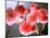 Cherry Blossoms-null-Mounted Photographic Print