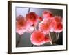 Cherry Blossoms-null-Framed Photographic Print