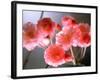 Cherry Blossoms-null-Framed Photographic Print