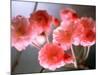 Cherry Blossoms-null-Mounted Photographic Print