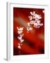 Cherry Blossoms-null-Framed Photographic Print