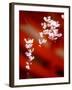 Cherry Blossoms-null-Framed Photographic Print