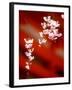 Cherry Blossoms-null-Framed Photographic Print