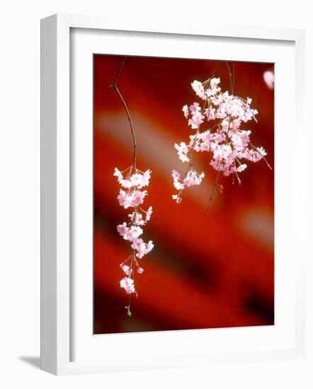 Cherry Blossoms-null-Framed Photographic Print