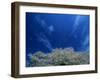 Cherry Blossoms-null-Framed Photographic Print