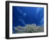 Cherry Blossoms-null-Framed Photographic Print