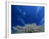 Cherry Blossoms-null-Framed Photographic Print