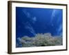 Cherry Blossoms-null-Framed Photographic Print