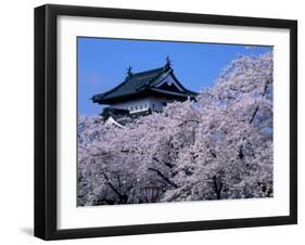 Cherry Blossoms-null-Framed Photographic Print