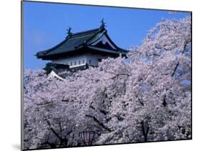 Cherry Blossoms-null-Mounted Photographic Print