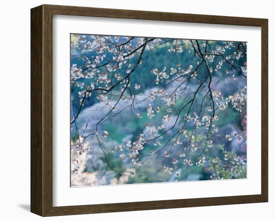 Cherry Blossoms-null-Framed Photographic Print