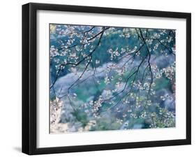 Cherry Blossoms-null-Framed Photographic Print