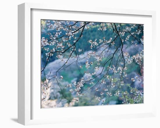 Cherry Blossoms-null-Framed Photographic Print