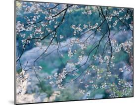 Cherry Blossoms-null-Mounted Photographic Print