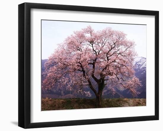 Cherry Blossoms-null-Framed Photographic Print