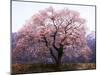 Cherry Blossoms-null-Mounted Photographic Print