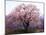 Cherry Blossoms-null-Mounted Photographic Print